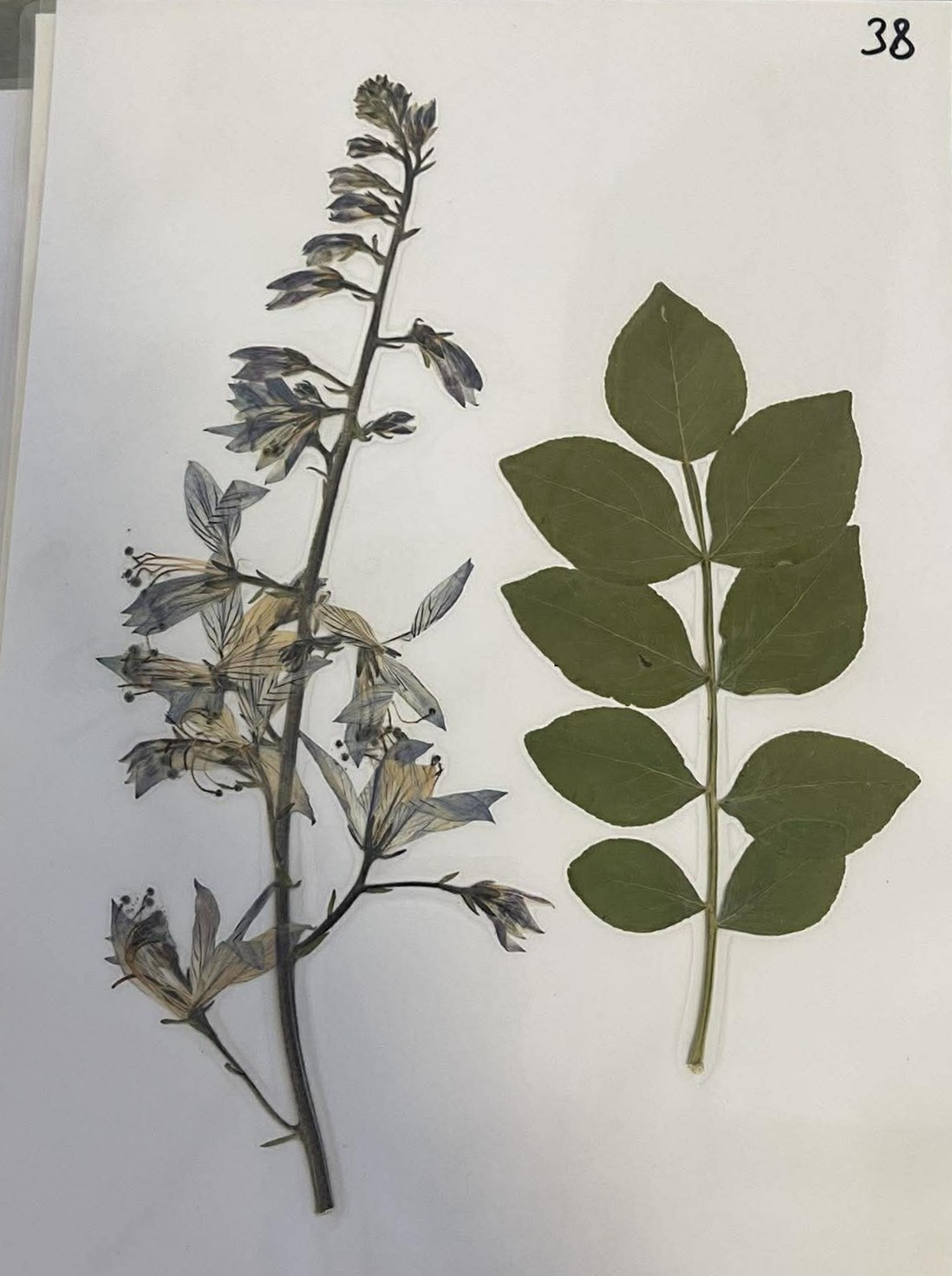 Rastlina Dictamnus albus